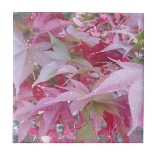 ピンクとセージの紅葉 タイル (正面)