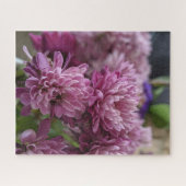 ピンクとパープルのキクの花の写真 ジグソーパズル (横)