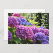 ピンクとブルーのあじさい花 ポストカード (正面/裏面)