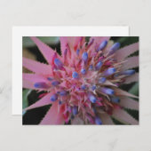 ピンクとブルーのAechmea #2はがき ポストカード (正面/裏面)
