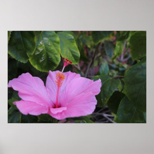 ピンクとプライド ポスター (正面)