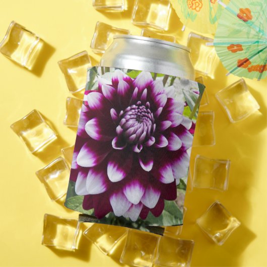 ピンクとホワイトのダリアの花の缶クーラー 缶クーラー (インサイチュ 夏)