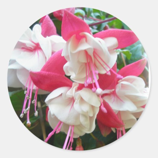 ピンクとホワイトの暗い赤紫色スタンプ ラウンドシール (正面)