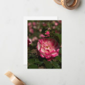 ピンクとホワイトローズ ノートカード (正面/裏面インサイチュ)