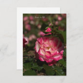 ピンクとホワイトローズ ノートカード (正面/裏面)
