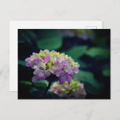 ピンクと白のあじさい花の写真 シーズンポストカード (正面/裏面)