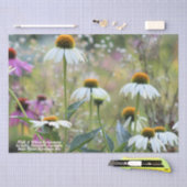 ピンクと白のエキナセア 薄葉紙 (クラフト)