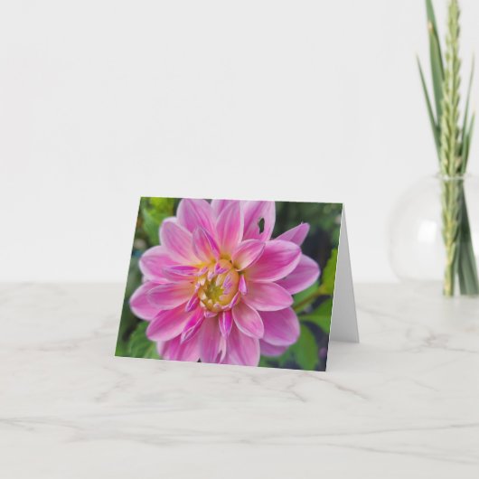 ピンクと白のガーデン ダリア シーズンカード (正面)