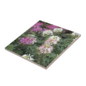 ピンクと白のクレオーム開花 タイル (側面)