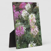 ピンクと白のクレオーム開花 フォトプラーク (側面)