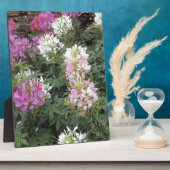 ピンクと白のクレオーム開花 フォトプラーク (側面)