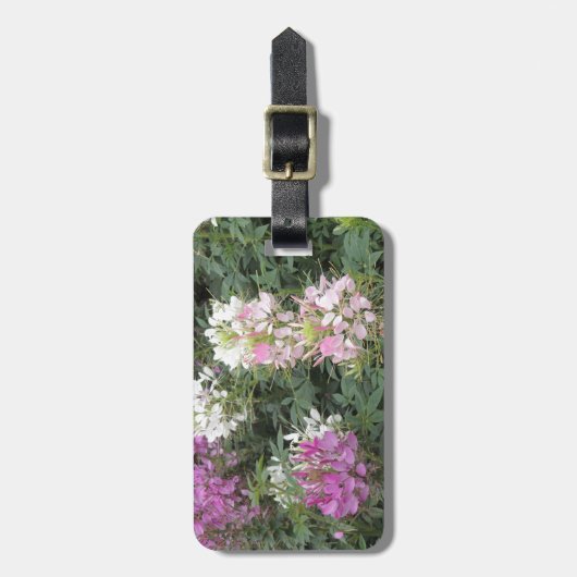 ピンクと白のクレオーム開花 ラゲッジタグ (正面縦)
