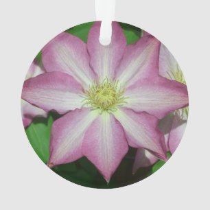 ピンクと白のクレマティス春花 オーナメント
