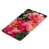 ピンクと白のストライプのバラ マグネット (左側)