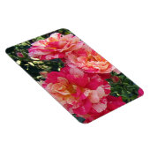 ピンクと白のストライプのバラ マグネット (右側)