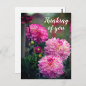 ピンクと白のダリア考えるフラワーズ ポストカード (正面/裏面)