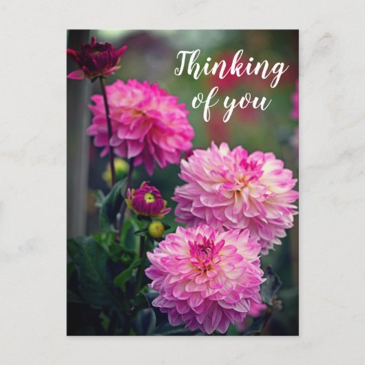ピンクと白のダリア考えるフラワーズ ポストカード (正面)