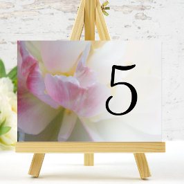 ピンクと白のチューリップの花のテーブル番号 テーブルナンバー