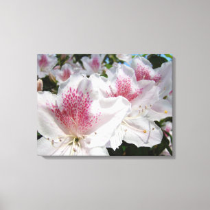 ピンクと白のツツジの花のキャンバス装飾アート キャンバスプリント