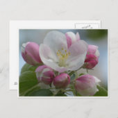 ピンクと白のリンゴの花の写真はがき ポストカード (正面/裏面)