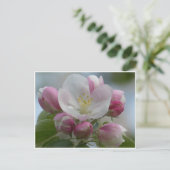 ピンクと白のリンゴの花の写真ポストカード ポストカード (スタンド正面)