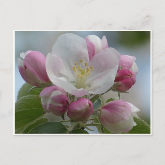 ピンクと白のリンゴの花の写真ポストカード ポストカード (正面)