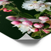 ピンクと白のリンゴの花 ポスター (角)