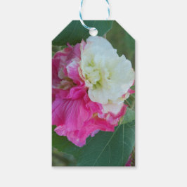 ピンクと白の変わりやすいハイビスカス開花 ギフトタグ
