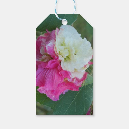 ピンクと白の変わりやすいハイビスカス開花 ギフトタグ (正面)