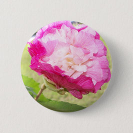 ピンクと白の変わりやすいハイビスカス開花 缶バッジ