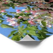 ピンクと白の春のシャボン花 ポスター (角)