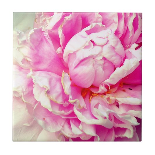 ピンクと白の牡丹 タイル (正面)