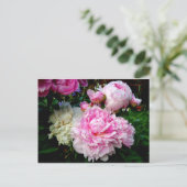 ピンクと白の牡丹 ポストカード (スタンド正面)