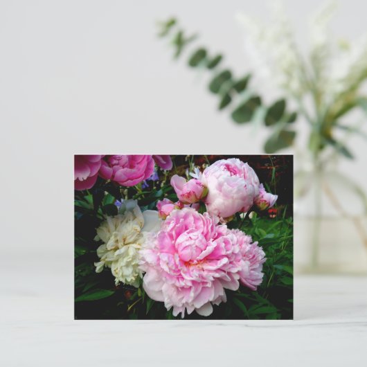 ピンクと白の牡丹 ポストカード (スタンド正面)