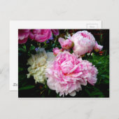 ピンクと白の牡丹 ポストカード (正面/裏面)