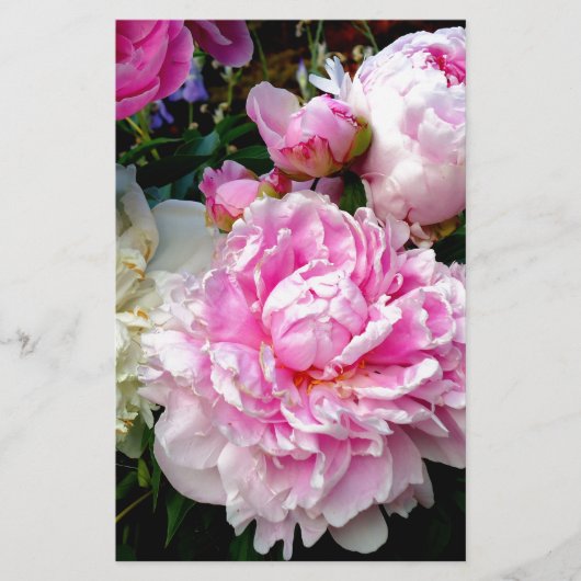 ピンクと白の牡丹 便箋 (正面)