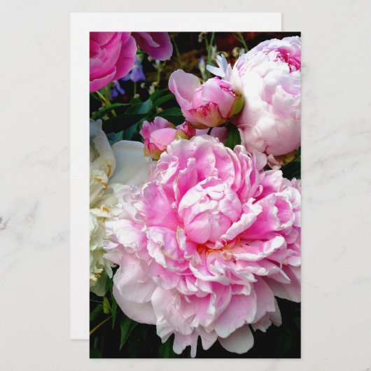 ピンクと白の牡丹 便箋 (正面/裏面)