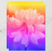 ピンクと白の花がクローズアップ (正面/裏面)