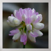 ピンクと白の花がクローズアップ ポスター (正面)