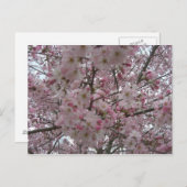 ピンクと白の花の芽 ポストカード (正面/裏面)