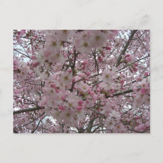 ピンクと白の花の芽 ポストカード (正面)