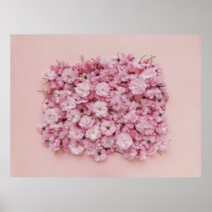 ピンクと白の花花びら ポスター