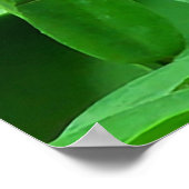 ピンクと白の花芽 ポスター (角)