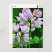 ピンクと白の花芽 ポストカード (正面/裏面)