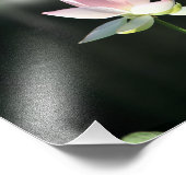 ピンクと白の蓮の花 フォトプリント            (角)