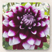 ピンクと白の装飾ダリアフローラ コースター (正面)