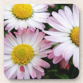 ピンクと白の3つのデイジー コースター (正面)