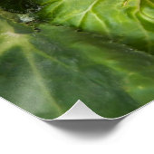 ピンクと白ベゴニアフローラ光沢 ポスター (コーナー)