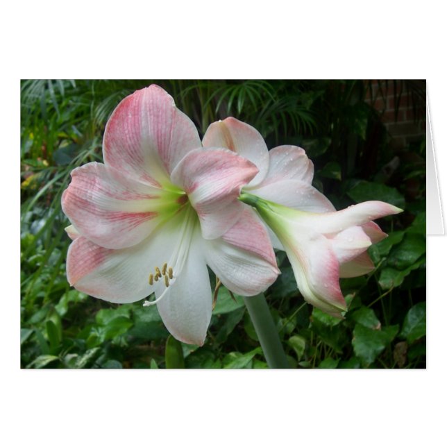 ピンクと白 (正面横)