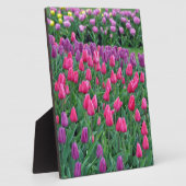 ピンクと紫のチューリップ春園 フォトプラーク (側面)